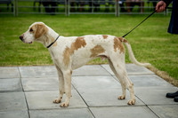 Builth Wells Hound Show 15-13