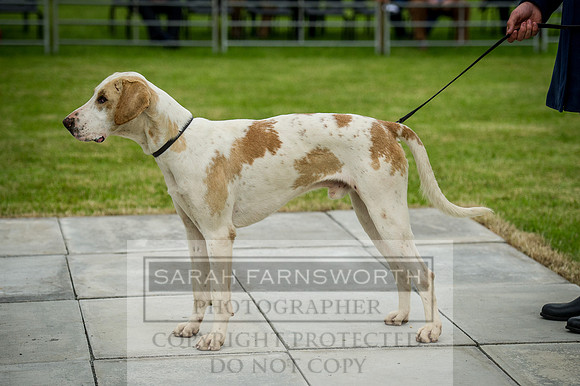 Builth Wells Hound Show 15-13