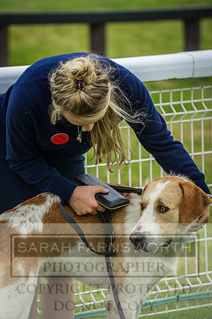 Builth Wells Hound Show 15-7