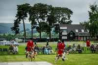 Builth Wells Hound Show 15-14