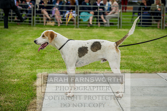 Builth Wells Hound Show 15-23