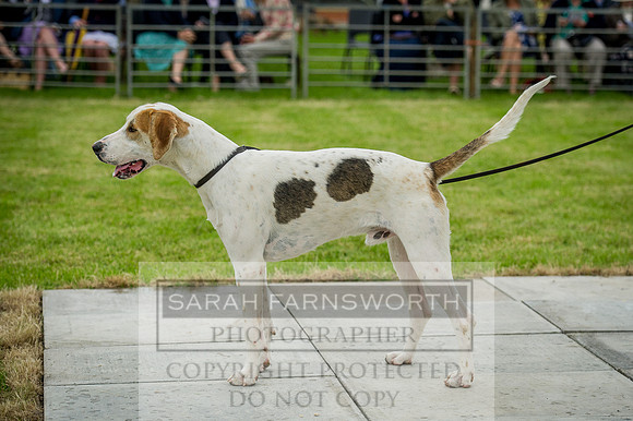 Builth Wells Hound Show 15-22
