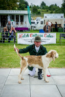 Builth Wells Hound Show 15-19