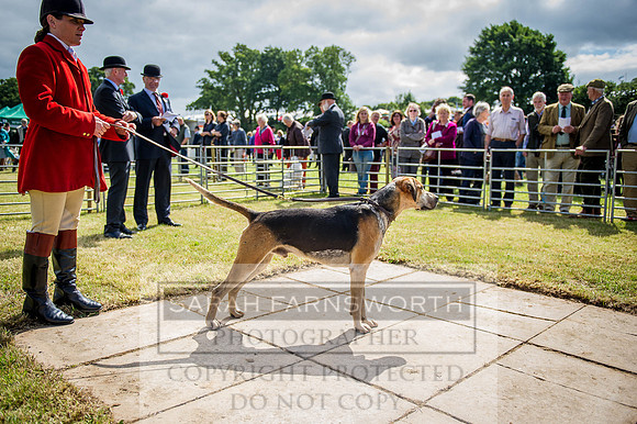 Honiton Hound show 2015-20