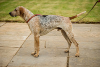 Honiton Hound show 2015-14