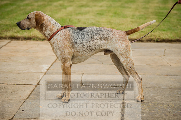Honiton Hound show 2015-14
