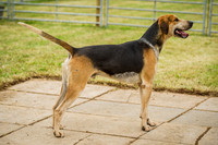Honiton Hound show 2015-8