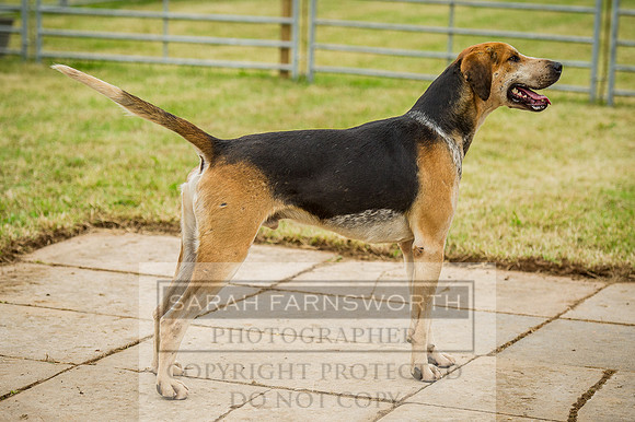 Honiton Hound show 2015-8