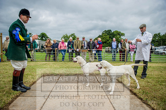 Honiton Hound show 2015-10