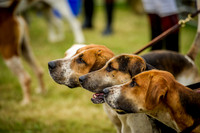 West of England Hound Show - Honiton 2015