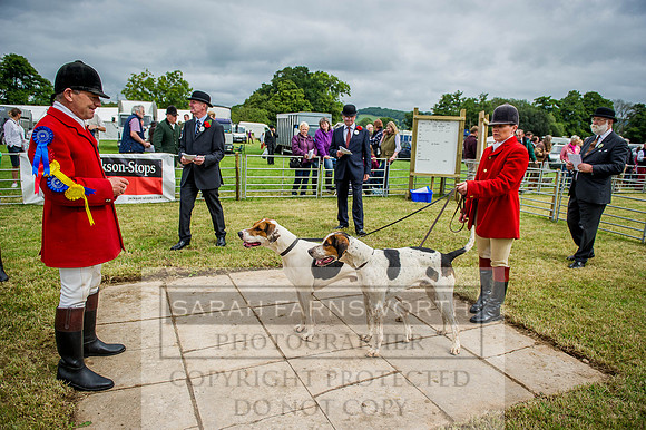 Honiton Hound show 2015-11