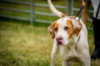 Honiton Hound show 2015-3