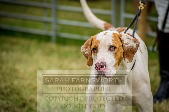 Honiton Hound show 2015-3