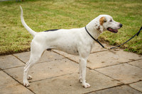 Honiton Hound show 2015-1