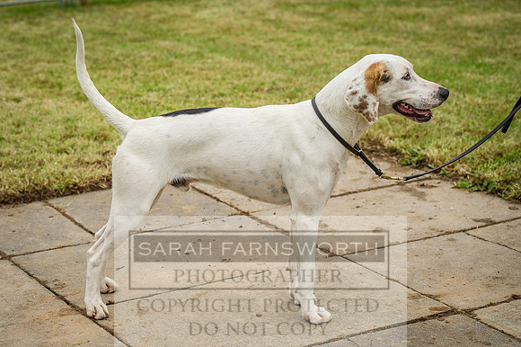 Honiton Hound show 2015-1