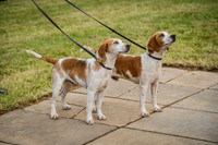 Honiton Hound show 2015-18