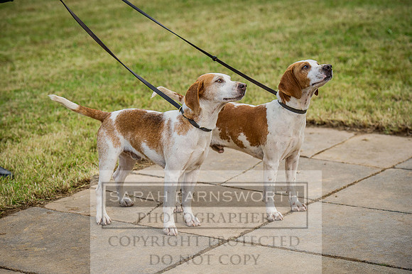 Honiton Hound show 2015-18