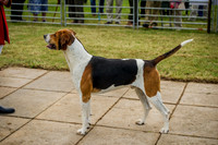 Honiton Hound show 2015-16
