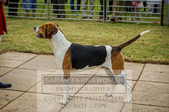 Honiton Hound show 2015-16