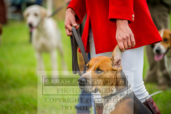 Honiton Hound show 2015-6