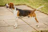 Honiton Hound show 2015-9