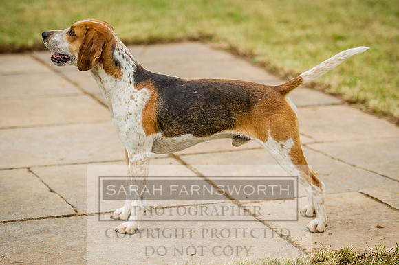 Honiton Hound show 2015-9
