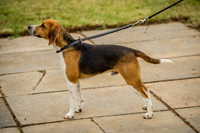 Honiton Hound show 2015-2