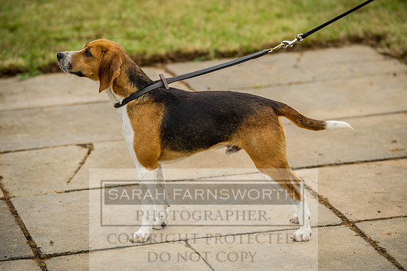 Honiton Hound show 2015-2