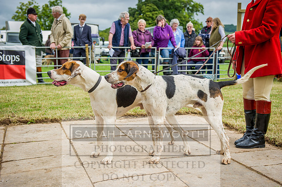 Honiton Hound show 2015-12