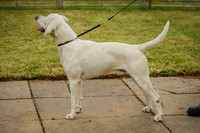 Honiton Hound show 2015-7