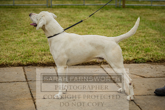 Honiton Hound show 2015-7