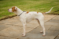 Honiton Hound show 2015-4