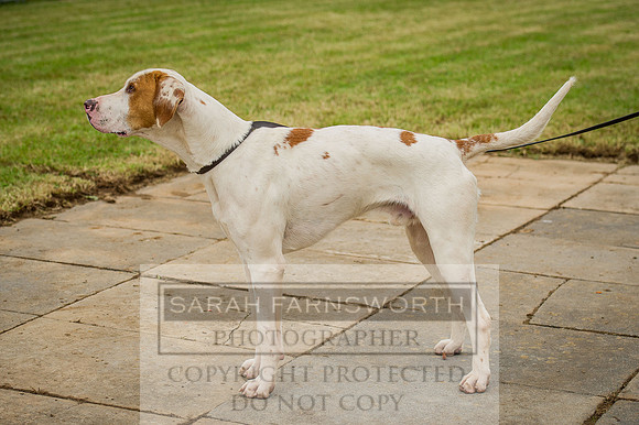 Honiton Hound show 2015-4