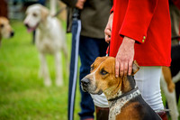 Honiton Hound show 2015-5