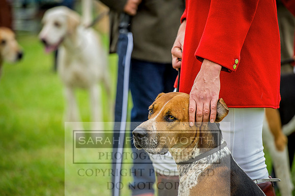 Honiton Hound show 2015-5