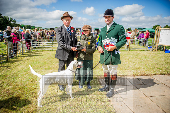 Honiton Hound show 2015-19