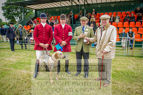 Honiton Hound show 2015-13