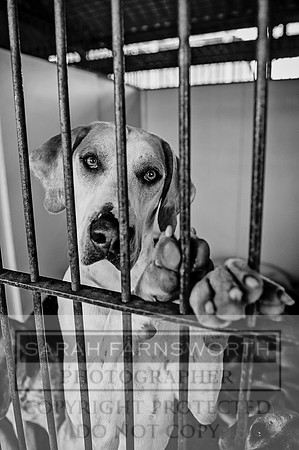 PFoH 2015-31 bw