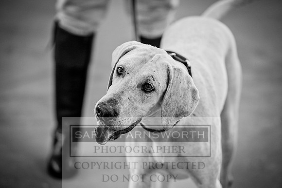 PFoH 2015-248 bw