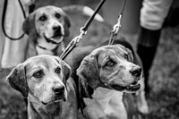 Peterborough Festival of Hunting 2015