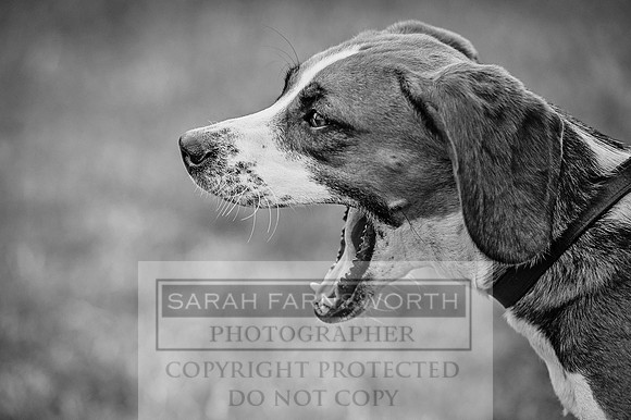 PFoH 2015-4 bw