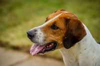 Honiton Hound show 2015-17