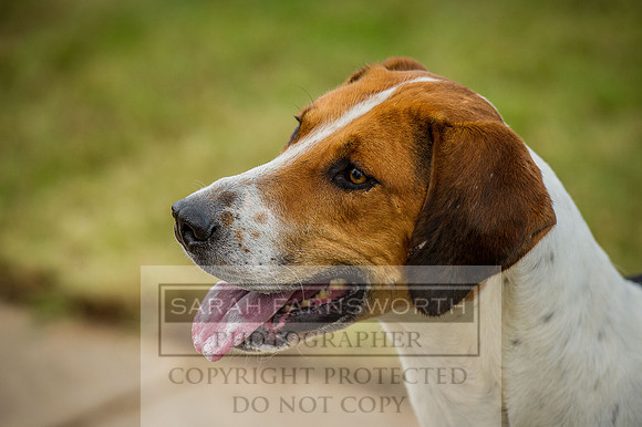 Honiton Hound show 2015-17