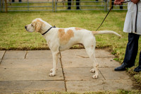 Honiton Hound show 2015-15