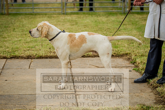 Honiton Hound show 2015-15