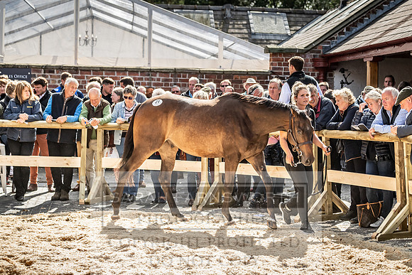 GUK Yorton Sale 2019-365