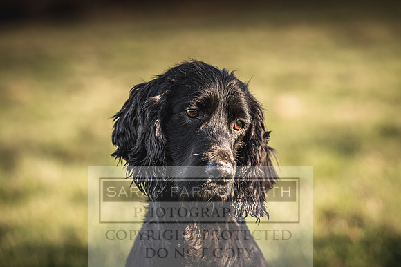 Avonmeadow Stud Dogs-115