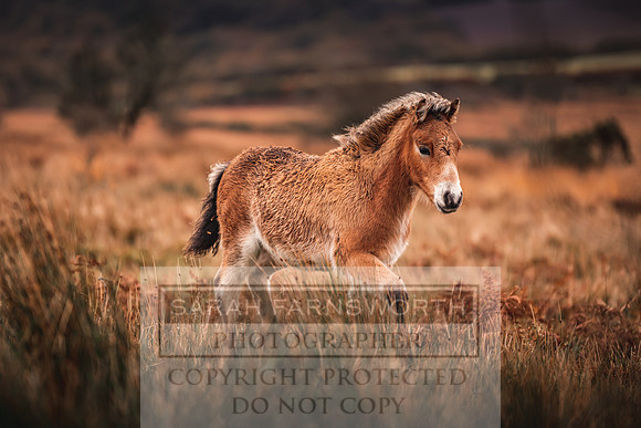 Exmoor Autumn 2020-39