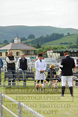 Builth 2014 CF1 245