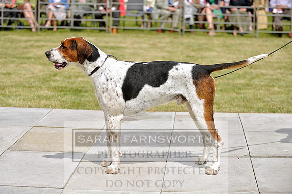 Builth 2014 CF1 419